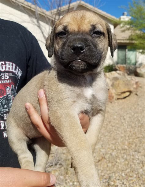 Bullmastiffs are confident and loyal guard dogs that form strong family bonds. Bullmastiff Puppies For Sale | Sierra Vista, AZ #210526