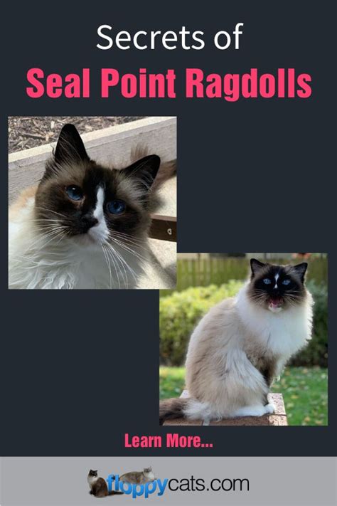 Seal Point Ragdolls Mitted Colorpoint Bicolor And Lynx Ragdoll Cats
