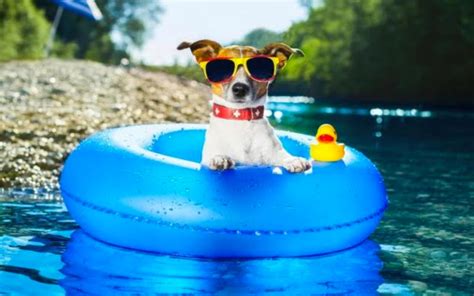 It's stinky hot out, folks, and when it is this hot out all you are able to muster saying is it is so hot. that is understandable. 6 Tips to Keep Your Dog Cool When It's Hot Outside