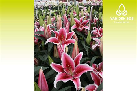 Star Romance Oriental Lily Van Den Bos Flowerbulbs