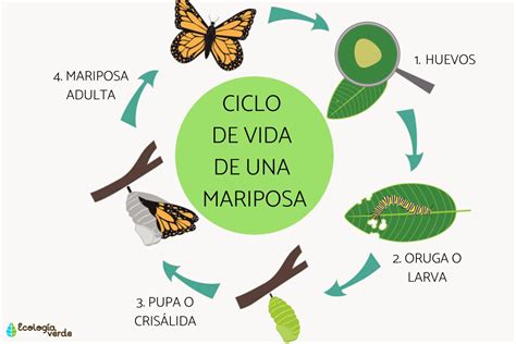 Cu L Es El Periodo De Vida De Una Mariposa