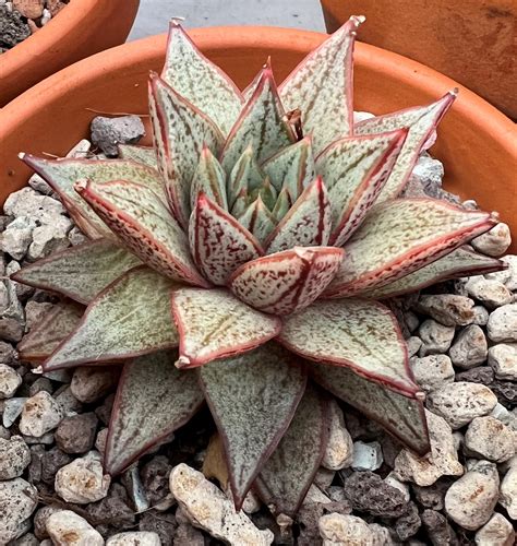 Echeveria Purpusorum White Form Succulents