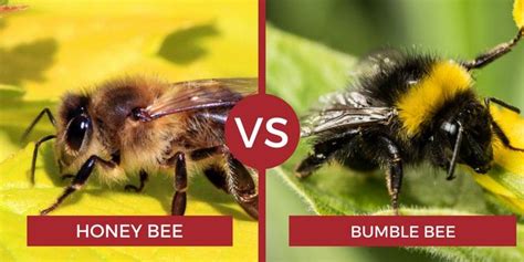 What Is The Difference Between Bumble Bees And Honey Bees Honeysj