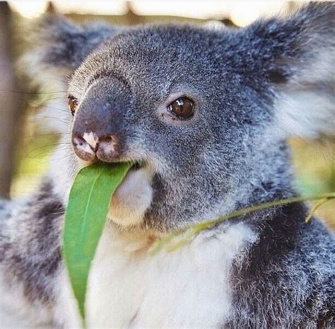 Pin By Kim Defreese On Aussiefauna Cute Australian Animals Cute