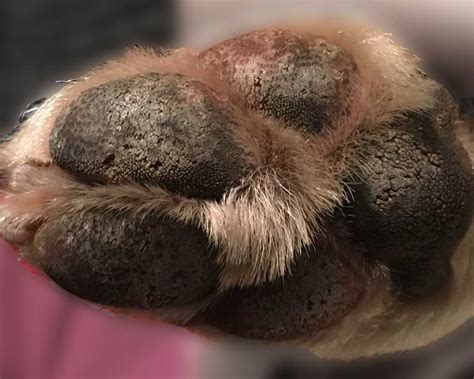 Dry Cracked Dog Paws Before And After Paw Soother Review Natural Dog