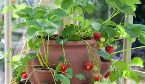 planter des fraise en pot