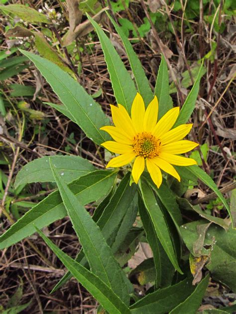 Iowa Wildflower Wednesday Sawtooth Sunflower Bleeding Heartland