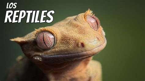 Los Reptiles Características Y Curiosidades De Reptiles En Español