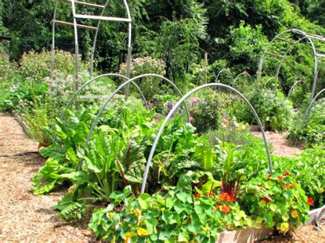 How to prevent bugs on swiss chard? Mavis Mail - Alison From Pennsylvania Sends in Pictures of ...