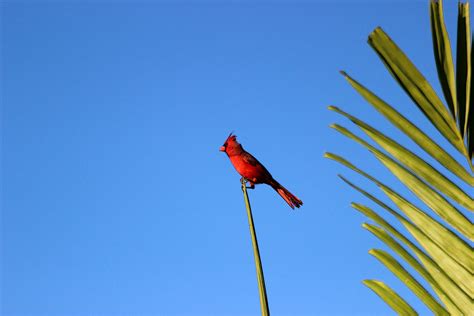 Northern Cardinal Field Marks Conspicuous Crest Cone Shape Flickr
