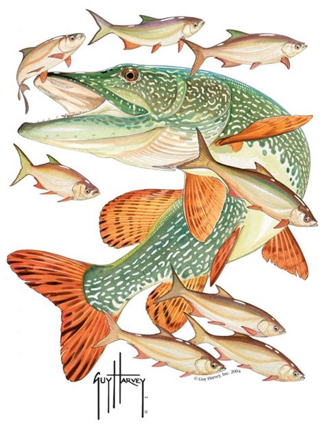 Northern Pike Drawing At Getdrawings Free Download