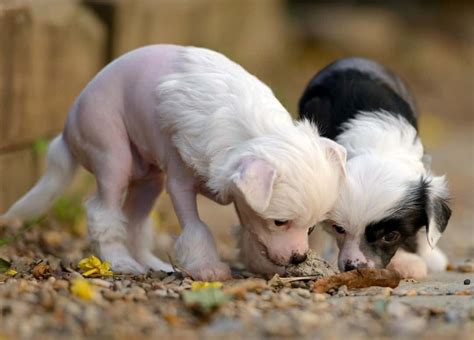 How Much Does A Chinese Crested Cost Prices And Expenses