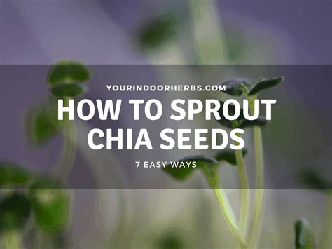 7 Ways To Sprout Chia Seeds Easy Your Indoor Herbs