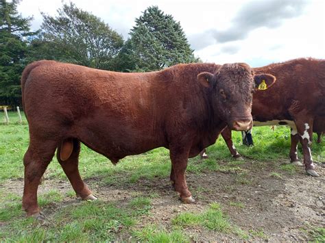 Rising 2 Year Old Bulls Red Devon Cattle Breeders Association