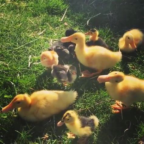 Chicks And Ducklings Begin Arriving This Week We Wont Know Breed
