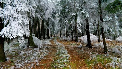 Download 1920x1080 Hd Wallpaper Fir Tree Road Frost Forest Desktop