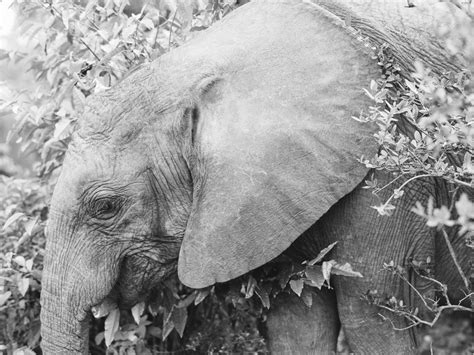 Nature's Embrace – Render Loyalty