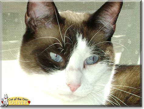 If you're looking for a real siamese name for your feline. Oliver - Snowshoe Siamese mix - October 26, 2018