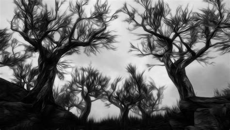 Darkwood Forest Digital Art By Am Fineartprints Fine Art America
