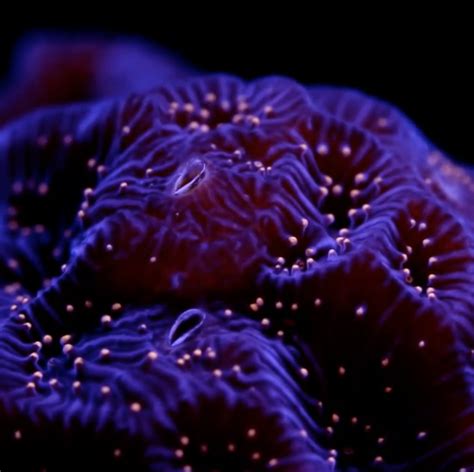 Coral Morphologic On Instagram Glowing Corals And Anemone Coral