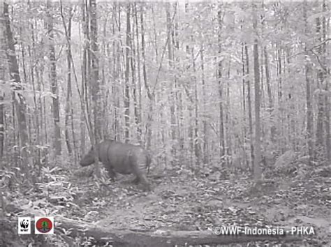 Camera Traps Produce First Ever Hard Evidence Of Sumatran Rhino
