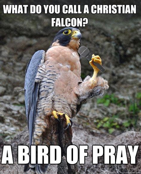 36 Funny Bird Memes Funnybirds Funnyanimals Funnypics Funnypictures