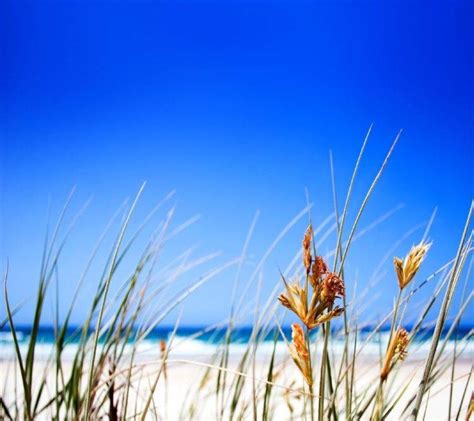 Beach Grass Sea Blue Wallpapers Hd Desktop And Mobile Backgrounds
