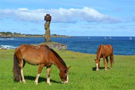 Easter Island Animals Imagine Rapa Nui
