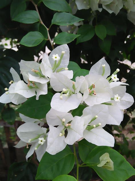Terkeren 30 Gambar Bunga Putih Cantik Galeri Bunga Hd