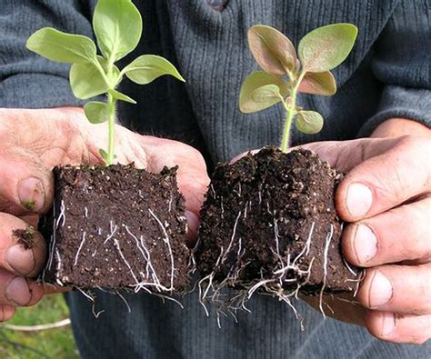 How To Move And Replant Plants In Winter