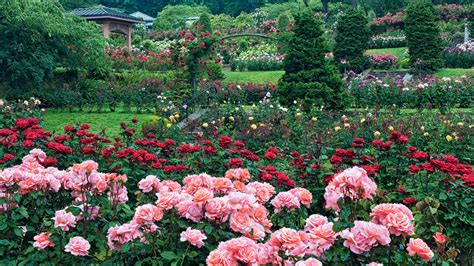 International Rose Test Garden Garden Review Condé Nast Traveler