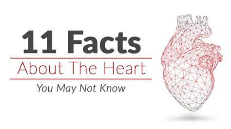 11 Facts About The Heart You May Not Know