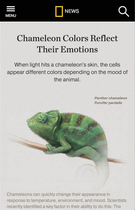 Chameleon Colors Reflect Their Emotions Chameleon Color Veiled