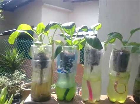 Siapa bilang berkebun dijaman now itu ribet ?? Kebun Sayur Mini Di Rumah - Inspirasi Desain Rumah 2019