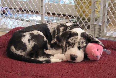 Sleep is very important to puppies as it's when their little bodies do most of their growing and developing, so it's natural that it will be one. Mantle Merle Great Dane Archives - Bhaskerville Great Danes