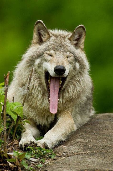 Pin on Wolf Wolves