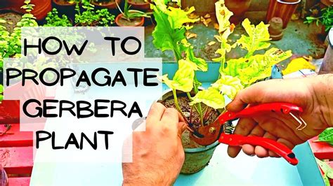 How To Propagate Gerbera Plants How To Multiply Gerbera Daisy