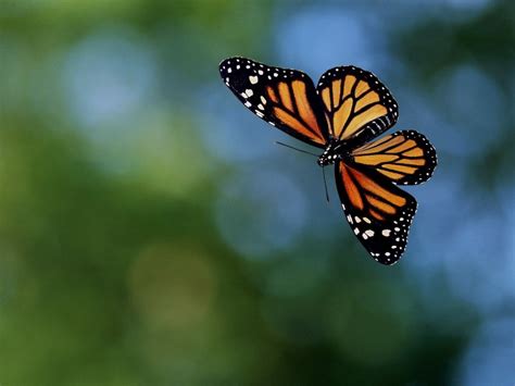 Monarch Butterfly Flying Wallpaper Biological Science
