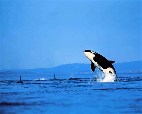 Download Killer Whale Orca Jumping Out Water Picture