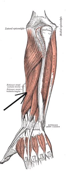 Abductor Pollicis Longus Physiopedia