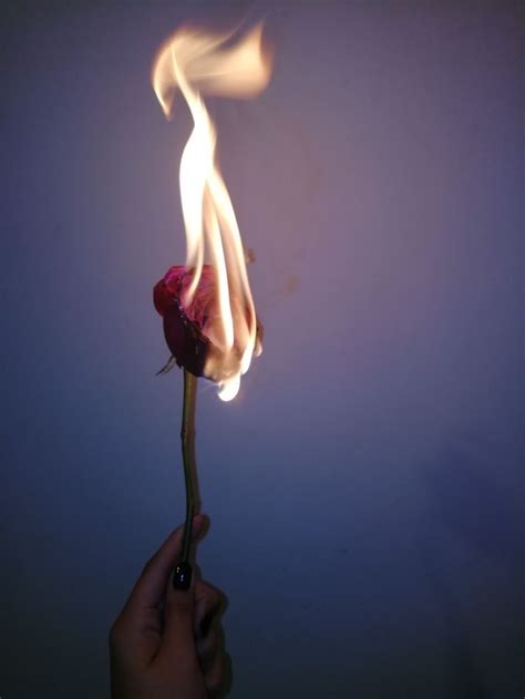 Burning Rose Rose On Fire Burning Rose Fire Flower