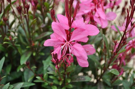 The flowers of this plant emit a pleasant smell when blooming. Perennial Solutions: Gaura lindheimeri Bantam Series ...