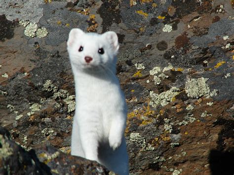 Along The Oregon Trail In Baker County Oregon An Ermine Is
