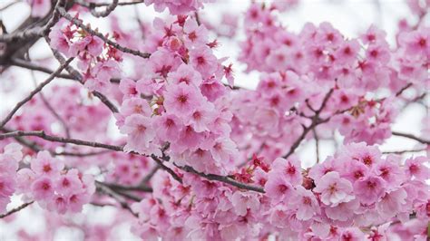 Blossom Branch Sakura During Spring 4k Hd Flowers Wallpapers Hd