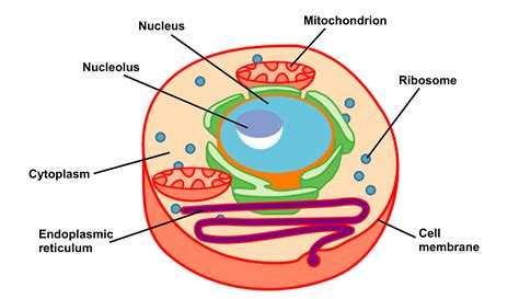 Unique pictures of human skin. Cell Structure and Function Part 1 - The Organelles ...