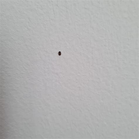 Im Seeing These Bugs Crawling In My Walls Occasionally Id Please R