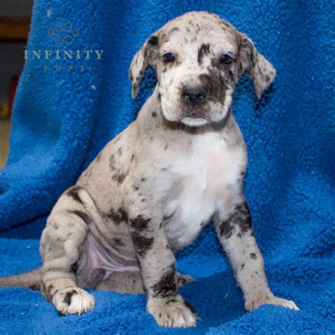 Great Dane Puppies For Sale • Adopt Your Puppy Today • Infinity Pups