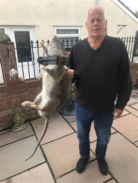Ratzilla They Got A Rat As Big As A Dog