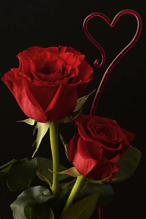 Rosas Coração Amor · Foto Gratuita No Pixabay