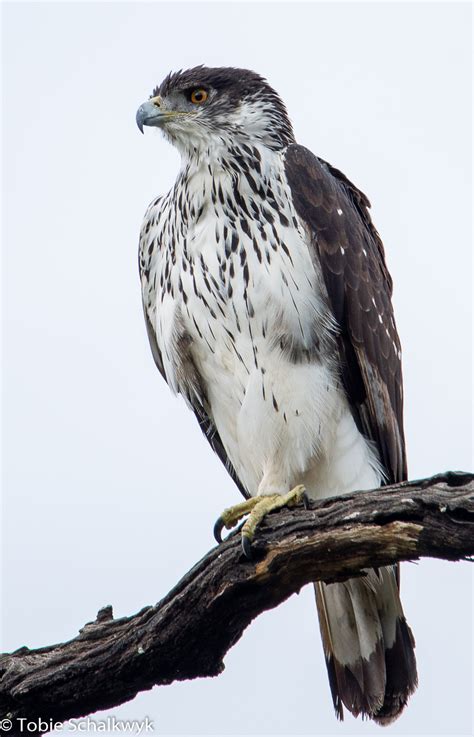 African Hawk Eagle Light Stalking